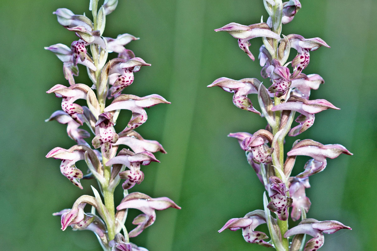 Anacamptis cariophora